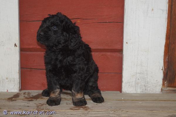 myydään Labradoodlepojat www.koiratori.com-ilmoitus VARATTAVISSA 13.4.2026 syntyneet labradoodlen urospennut. Pentuja syntyi neljä, vapaana on kolme urosta. Pentujen emä on labradoodle, isä keskikokoinen villakoira, eli pennuissa on 3/4 villakoiraa ja 1/4 labradorinnoutajaa. Pennuista kasvaa arvioiden mukaan noin 15-18 kilon painoisia. Molemmat vanhemmat ovat todella hyväluonteisia, seurallisia ja helppoja koiria kaikin puolin. Molemmat tulevat mainiosti juttuun niin lasten kuin toisten koirienkin kanssa. Pennut sosiaalistetaan huolellisesti ja monipuolisesti ennen luovutusta. Luovutusikään mennessä eläinlääkäri myös tarkastaa ja mikrosiruttaa pennut, minkä lisäksi ne rekisteröidään ja madotetaan luonnollisesti useaan kertaan. Pennut luovutetaan uusiin koteihin 1.6.2026 jälkeen. Pennuille kasvaa trimmattava karva, joka ei irtoa itsestään. Yhdistelmää pidetään allergiaystävällisenä.Kaksi pennuista on kokomustia, niiden hinta on 2000 €, yksi pentu on musta ruskein merkein, sen hinta 2200 €. Varausmaksu on 400 €, jota ei palauteta ostajan peruessa kaupan.Kasvatustoimintamme on yritysmuotoista, joten turvanasi on kuluttajansuoja. Kotisivuillamme on lisätietoja ja kuvia pennuista sekä tietoa yrityksestämme ja ohjeita pennun varaamiseen.Tervetuloa tutustumaan pentuihin ja vanhempiin!