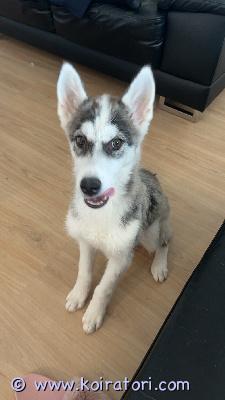 myydään siperianhusky www.koiratori.com-ilmoitus 4kk poika pentu etsii uutta rakastavaa kotia lapsen allergian vuoksi. Velmu on todella aktiivinen ja energinen, tykkää olla pihalla todella paljon. 3kk asti ollut ulkokoirana jonka takia sisäsiisteydessä ollut hankaluuksia mutta edistystä on tullut. Laitathan viestiä mikäli pentu kiinnostaa niin kerron pennusta lisää. Miia a.