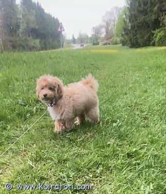 myydään maltipoo www.koiratori.com-ilmoitus Komea, 3 kk luovutusikuinen urospentu enää vapaana. Pentu on moneasti madotettu, eläinlääkärin tarkastama. Siru, eu matkustuspassi, annettu kaikki rokotukset, nelosrokote 2x , raivotauti, merkattu kaikki hänen passiin. Pentu aloitettu sosiaalista, osaa kulkea hihnassa, sisäsiisti . Emo terved kääpiövillakoira cream värinen, isä malta koira, pennun aikuspaino noin 4 kg, kysy lisä  
