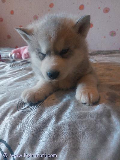 myydään siperianhuskypentue www.koiratori.com-ilmoitus Kaksi 19.3. Syntynyttä siperianhuskypoikaa etsivät loppuelämän kotejaan. Nämä ihmisrakkaat riiviöt ovat eläinlääkärin tarkastamia ja terveeksi todettuja, sirutettuja sekä useaan kertaan madotettuja. Molemmat vanhemmat ovat nähtävillä paikan päällä. Lisäkuvia ja videoita pyydettäessä. Ei osamaksumahdollisuutta.