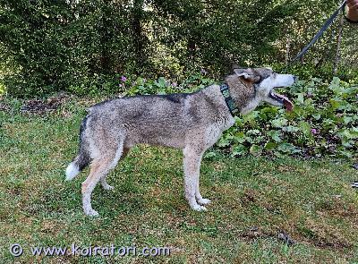 myydään siperianhusky www.koiratori.com-ilmoitus Myydään 1,5v. Siperianhusky leikkaamaton uros. Hp. 200eRekisteröity suomen kennelliittoon. FI18149/25syntynyt 3.12.2024frost on erittäin aktiivinen, voimakas ja sillä on kovat vetohalut. Siksi etsiikin kotia missä voisi päästä vetämään, joko valjakkoon tai muuhun säännölliseen vetoharrastukseen. On ikiliikkuja, pihalla vapaana ollessaan ei pysähdy hetkeksikään. tulee toimeen narttujen kanssa, uroksista ei kokemusta. ollut ulkokoirana. kiltti, eloisa ja lapsiystävällinen. Saattaa aluksi arastella joitakin miehiä, mutta nopeasti tottuu. Koiralla on yläpurenta, mutta siitä ei ole haittaa. madotettu säännöllisesti, rokotukset voimassa 5/26 asti, eli ne pitää päivittää.frostin maha ajoittain oireilee, syö perusnappulaa kuitenkin. vain hyvään kotiin, missä pääsee päivittäin juoksemaan. Ei ole pakkomyynnissä. Meillä on ollut seurakoirana, mutta olisi onnellisempi kun pääsisi kunnolla työskentelemään, koska on niin energinen. 
