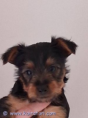 myydään silkkiterrieri www.koiratori.com-ilmoitus Minä olisin vielä vailla omaa kotia.veljekset on jo uusissa kodeissa.minä.odotan sitä omaa kotia/ olen sirut rekist.madotettu moneen kertaan asuun turussa.mun turkki on helppohoitoinen.pese kuiva ja kampa.minusta ei ähde edes karva..vanhemmat on silmä polvi sydän tark terveeksi/