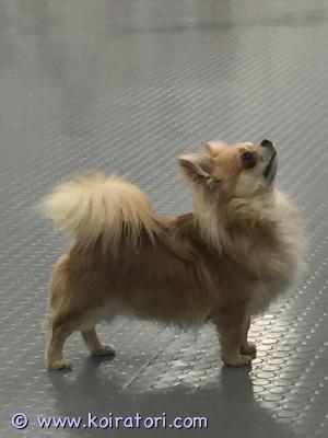 MYYDääN chihuahua www.koiratori.com-ilmoitus Etsin rauhallista kotia kolmevuotiaalle pitkäkarvaiselle uros chihuahualle. Lemmikkikoiraksi.hän on kaunis, puhdasrotuinen, jolla on viron kennelliiton rotutodistus, eurooppalainen lemmikkipassi ja siru. Tasapainoinen, iloinen, ystävällinen ja koulutettu uros.jos olet kiinnostunut, kirjoita myös itsestäsi ja perheestäsi sekä siitä, minne haluat koiran.
