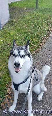 myydään siperianhusky www.koiratori.com-ilmoitus Siperianhusky narttu etsii uutta kotia itsestä riippumattomista syistä. Nita on syntynyt 28.2.2023 suomessa.  on täysin sisäsiisti. Seurallinen, kiltti, energinen, ja rauhallinen sisätiloissa. Nita on rokotettu, jasirutettu  19.04.23.nita sijaitsee klaukkalassa, nurmijärvellä