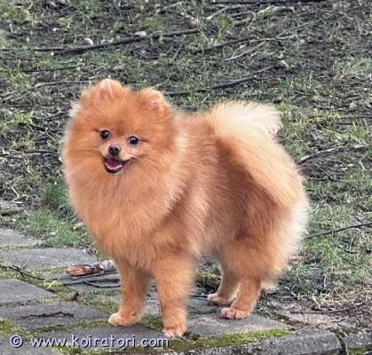myydään pomeranian www.koiratori.com-ilmoitus Erittäin kaunis oranssi pomeranian uros pentu (8 kuukautta) etsii rakastavaa kotia. Vanhemmat puhdas pomeranian. Pentu on hyvin kiltti, iloinen ja leikkisä. Mikrosiru, rokotukset, eu-passi löytyy. Täysin rokotettu ja valmis muuttamaan suomeen.terveys on eläinlääkärin tarkastama. Pentu sijaitsee Tallinnassa.