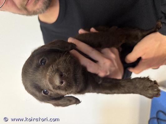myydään labradoodle www.koiratori.com-ilmoitus Kotia etsii 2 ruskeaa labradoodle poikaa ja 1 tyttö pentupennut ovat syntyneet 30.3.26pennut ovat luovuttaessa useasti madotettu sirutettu ja eläinlääkärin tarkistamat1 tyttö voidaan sijoittaa max n 100 km säteellä salostayhteistyökykyiseen kotiinkerrothan viestillä millaiseen kotiin pentua kyselet !!pennut saavat mukaansa pentupaketit missä mm tuttua ruokaa yms