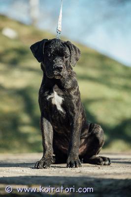 MYYDääN canecorso www.koiratori.com-ilmoitus Vielä omaa kotia valla kaunis 4kk vanha urospentu.poika on eläinlääkärin terveeksi tarkastama ja rekisteröity eestin kennelliittoon,rokotettu,sirutettu ja madotettu useasti.sisäsiisteys ja perusasiat hyvällä mallilla.vanhemmat hyväluonteiset ja terveet.mukaan kattava pentupaketti sekä kasvattajan tuki.mikäli olet rotuun tutustunut ja sinulla on elämä kunnossa sekä pystyt tarjoamaan hyvän ja huolehtivan kodin niin kerron mielelläni lisätietoja whatsapp +37255628699 puhun suomea.osamaksu mahdollisuus.