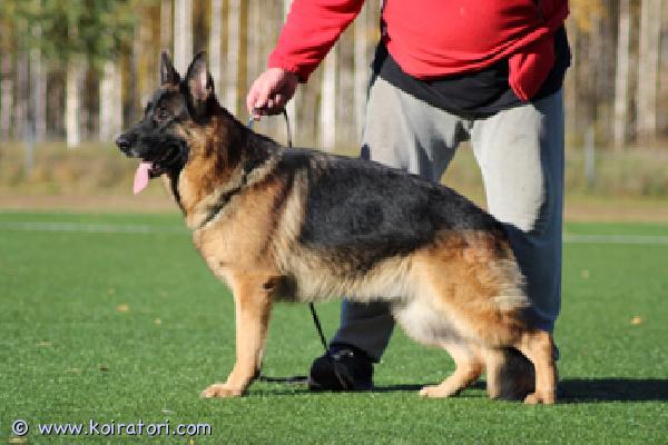 myydään saksanpaimenkoira www.koiratori.com-ilmoitus Mustaruskea 5.5-vuotias saksanpaimenkoirauros pele etsii omaa kotia.platinumshepherd pele on kaikkien kaveri, myös kissan. Erittäin hyväluonteinen kaveri.ollut ikänsä terve, lonkat b/b, 0/0, selkä terve ltv0. Sirutettu, rekisteröity, madotettu asianmukaisesti, rokotukset kunnossa. Spl-arviointi suoritettu, joten pele on jalostuskelpoinen.pele asustaa karttulassa.