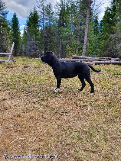 myydään canecorso www.koiratori.com-ilmoitus 2.12.2025 suomessa syntyneitä  12 pennun pentueesta viellä 3 reipasta neitiä etsisi uusia koteja.aikaisempi koirakokemus on suotavaa kyseisen rodun kohdalla.sirutettuja ja eläinlääkärin terveiksi toteamia.lisätietoja saa viestillä tai soittelemalla.myyjä olli krogars