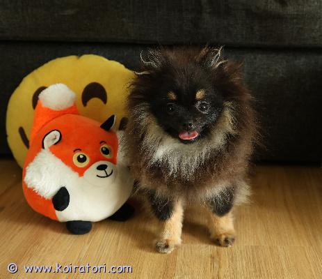 myydään Pomeranian www.koiratori.com-ilmoitus Pomeranian pentupoika 5 kk etsii hyvää kotia.Pienikokoinen. Terve, sirutettu, madotettu, kaikki rokotukset. paperit on. Kaikki kunnossa.Ystävällinen, kiltti ja sosiaalinen.  On fiksu ja oppii nopeasti. Sopisi hyvin rakastavaan kotiin kaveriksi. Etsin kotia, jossa on aikaa koiralle. jos olet kiinnostunut laittaa viestiä kerrothan millainen koti sinulla olisi koiralle tarjota.lisätietoja mailitse. 
