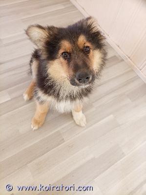 myydään sekarotuinen www.koiratori.com-ilmoitus Sekarotuinen narttu pentu etsii rakastavaa kotia. 
