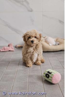 myydään maltipoo www.koiratori.com-ilmoitus Luovutusikuiset, vapaat 2 urospentu.pennut on 3 kk, moneasti madotettu, eläinlääkärin tarkastama, siru, eu matkustuspassi. Annettu ensimmäinen rokotus, kaikki merkattu hänen passiin. Vanhemmat kääpiövillakoira ja malta koira. Pennut tottunut lapsiin, toisiin samassa asuvia aikuisia koiri, turkki ei lähteä, ei irtokarva, kysy lisä 