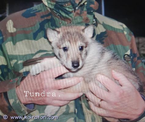 myydään sekarotuinen www.koiratori.com-ilmoitus Sekarotuinen Tundra etsii rakastavaa kotia.Syntynyt 18.11.2025 Suomessa, Kokkola.Arvioitu aikuispaino n. 30-35 kg.Hän on luonteltaan iloinen, energinen ja hauska tyttö. Fiksu, oppii hyvin uusia asioita. Myös rauhallinen.Ottaa aina kontaktia ensin, tykkää muista ihmisistä sekä koirista.Sopii kotiin, jossa halutaan touhuta koiran kanssa. Ulko- ja/tai sisäkoiraksi.Luovutetaan madotettuna suositusten mukaisesti, eläinlääkärin tarkastamana 28.01.2026, rokotettuna sekä mikrosirutettuna.Kauppakirja, eläinlääkäritodistusja rokotuskortti mukaan.Ovh: 1000€Hintapyyntö: 700€Varasumaksu 100€ joka vähennetään loppusummasta pentua hakiessa.Mikäli ostaja peruu kaupat, varausmaksua ei palauteta.Lisäätietoa pennusta kysymällä. Kuvia ym.Ja kerro mielellään millainen koti sinulla on tarjoittavana pennulle. Viesti 0417182430