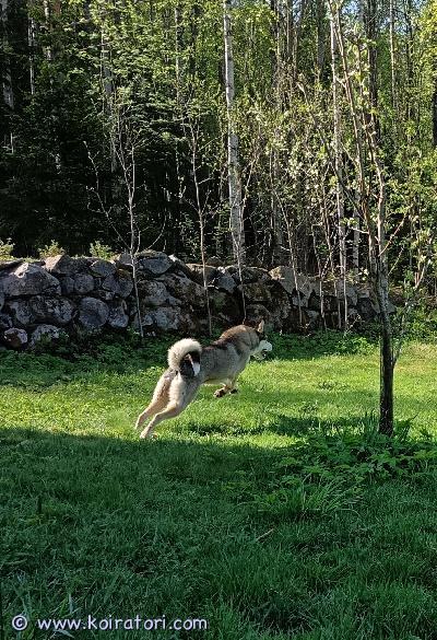 myydään siperianhusky www.koiratori.com-ilmoitus Myydään päälle vuoden ikäinen kennelliittoon rekisteröity husky uros. Asunut ulkona, aktiivinen ja ystävällinen. Tottunut lapsiin. Ei kissatalouteen.lisätietoja sähköpostilla. 
