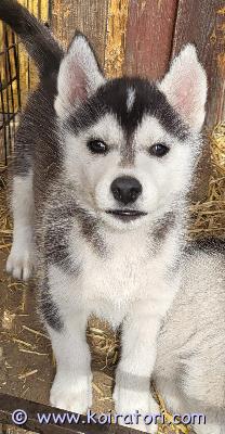myydään husky www.koiratori.com-ilmoitus 4.4. Syntyneestä kuuden vauvan pentueessa jäljellä uros ja naaraspentuja.Puhdasrotuisia huskeja. Vanhemmat toimivat vetokoirina. Pennut on madoitettu säännöllisesti, ja pentutarkastettu ja siruutettu.Soveltuvat perheisiin, jossa liikutaan ja tarjotaan koiralle virikettä. Ovat sosiaalisia ja ihmisen perään. Käyvät myös lapsiperheeseen.Luovutusiässä touko-kesäkuun vaihteessa.Ota rohkeasti yhteyttä niin jutellaan lisää. Jätä tekstiviesti jos en vastaa, olen töissä, ja soitan sinulle takaisin. Hinta narttu : 800€ ja uros 700€