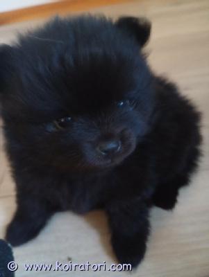 myydään pomeranian www.koiratori.com-ilmoitus Suloiset pomerian pennut etsivät rakastavaa ja vastuulista kotia. Pennut ovat iloisia , leikkisiä , uteliaita pörröpalloja jotka varmasti sulattaa sydämen .pennut syntyneet 21.4luovutus 14.6useaan kertaan madotettuna eläinlääkärin tarkistamina joista mukaan todistus.mikrosirutettuna.kysymällä saa lisä kuvia ja tietoa. varaus maksu 100€ joka vähennetään kokonais summasta kerrothan millainen koti sinulla olisi tarjota.yhteystiedot:anette ahlgren0415881909