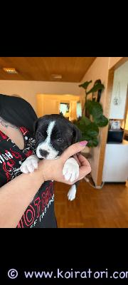 myydään staffordshirenbullterrieri www.koiratori.com-ilmoitus Viiden pennun pentueesta vielä yksi tyttö vailla kotia.pentu on sirutettu ja käynyt penrutarkastuksessa. madotettu kahden viikon välein.syntynyt 7.4.2026pennun luovutus 2.6 etsimme pennulle rakastavaa ja huolehtivaa loppuelämän kotia. kerro millaisen kodin sinä pennulle tarjoaisit .