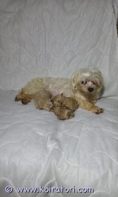 myydään maltipoo www.koiratori.com-ilmoitus Kauniita maltipoo pentuja saatavillameillä on tällä hetkellä 4 kaunista maltipoo pentua, jotka on kasvatettu rakastavassa perheympäristössä. Yksi pennuista on jo varattu, joten 3 pentua on vielä saatavilla: 2 poikaa ja 1 tyttö.pennut ovat valmiita uusiin koteihin 5. Kesäkuuta alkaen.pennut ovat helliä, älykkäitä, leikkisiä ja erittäin ystävällisiä. Ne ovat hyvin sosiaalistettuja pienten lasten ja muiden kotieläinten kanssa, mikä tekee niistä täydellisiä perhekumppaneita. Ne rakastavat huomiota, halailua ja leikkimistä, ja niistä on pidetty erittäin hyvää huolta alusta asti.jokainen pentu lähtee uuteen kotiin pentupaketin, ensimmäisen ja toisen rokotuksen, mikrosirun, täydellisen terveystarkastuksen ja terveystodistuksen sekä ajan tasalla olevien madotus ja loishäätöhoitojen kanssa.pennut ovat terveitä, itsevarmoja ja kehittävät ihania luonteita. Etsimme rakastavia ja vastuullisia koteja, joissa ne saavat jatkossakin paljon huolenpitoa ja huomiota.kun otat yhteyttä, vastaa ystävällisesti muutamaan peruskysymykseen:ikäsityösi luonneelämäntyylisi ja kotiympäristösionko sinulla aiempaa kokemusta pennuistakuinka kauan pentu joutuisi olemaan yksin päivän aikanaonko sinulla lapsia tai muita lemmikkejähaluamme varmistaa, että pentumme pääsevät turvallisiin, huolehtiviin ja pysyviin koteihin.vain vakavat yhteydenotot.