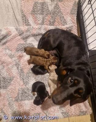 myydään sileäkarvainenmäyräkoira www.koiratori.com-ilmoitus Kauniita mäyräkoiran pentuja varattavissaolemme iloisia saadessamme esitellä upean ja terveenä kasvavan mäyräkoirapentueen, joka on syntynyt 09.04.2025. Pennut ovat valmiita muuttamaan uusiin rakastaviin koteihin 04.06.2025, jolloin ne ovat 8 viikon ikäisiä.pennut kasvavat rakastavassa kotiympäristössä, jossa ne saavat paljon huolenpitoa, huomiota ja päivittäistä käsittelyä. Näin ne saavat parhaan mahdollisen alun elämäänsä.miksi valita meidän pentummepennut ja emä ovat eläinlääkärin tarkastamiapennut ovat terveitä, vahvoja ja hyvin kasvaviakasvavat puhtaassa ja turvallisessa kotiympäristössätottuvat arjen ääniin ja ihmiskontaktiin päivittäinihanat ja lempeät luonteetemä on hyväluonteinen ja huolehtiva mäyräkoira, ja se on nähtävissä pentujen kanssa.mäyräkoirat ovat tunnettuja uskollisuudestaan, älykkyydestään ja rakastavasta luonteestaan. Ne sopivat erinomaisesti perhekoiriksi ja uskollisiksi ystäviksi pitkäksi aikaa.syntymäaika 09.04.2025luovutus alkaen 04.06.2025vain rakastaviin ja vastuullisiin koteihin.