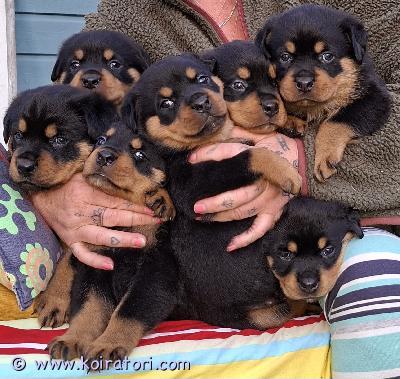 myydään rottweiler www.koiratori.com-ilmoitus Myydään 22.4 syntyneet pennut.viisi urosta ja kaksi narttua.ennen luovutusta pennut käyvät eläinlääkärin tarkastuksessa,sirutuksessa ja madotetaan asianmukaisesti.luovutetaan 17.6 alkaen pentujen ollessa 8vko.kerrothan itsestäsi ja minkälaiseen kotiin pentu tulisi.yhteydenotot mielellään puhelimitse.