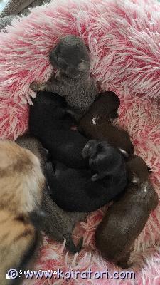 myydään chihuahua www.koiratori.com-ilmoitus 18.5 syntyneet meidän söpön chihuahuan pennut. pitkäkarvaiset pennut etsivät rakastavia koteja nyt varattavissa suloiset pitkäkarvaiset pennut.luovutus viikolla 29.pennut lähtevät uusiin koteihin:- sirutettuina- eläinlääkärin tarkastamina- rokotettuinakasvaneet huolella ja tottuneet normaaliin kodin arkeen. Etsimme pennuille vastuullisia ja rakastavia koteja. lisätiedot yksityisviestillätai soittamallaporissa asutaan