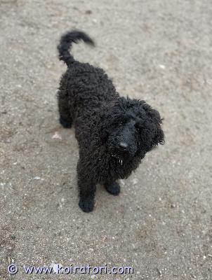 myydään labradoodle www.koiratori.com-ilmoitus 8kk todella kiltti labradoodle uros kotia vailla! n. 10kg reipas ja kaikessa mielellään mukana. Tottunut hihnaan sekä vapaana ulkoiluun, asuu omakotitalossa, jossa paljon ulkoilua. Joten se toivottavaa. Matkustaa autossa mielellään. 