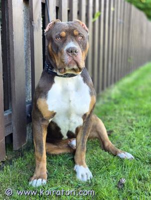 myydään americanbully www.koiratori.com-ilmoitus Americanbully xl uros etsii rakastavaa loppuelämän kotiaupea ja hyväluonteinen nuori uros etsii vastuullista ja pysyvää kotia.? eläinlääkärin tarkastama? sirutettu? rokotettu? madotettu? rekisteröity abkc (upea sukupuu)luonteeltaan kiltti, rauhallinen ja erittäin ihmisläheinen “lempeä jätti”. Tottunut lapsiin sekä muihin koiriin. (ei ongelmakoira)etsimme rakastavaa ja vastuullista kotia, jossa koira saa olla osa perhettä ja viettää aktiivista, hyvää arkea. kerrothan viestissäsi millainen koti sinulla olisi tarjota sekä aiemmasta koirakokemuksestasi.lisätietoja ja kuvia saakysymällä