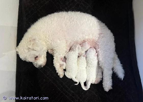 myydään bichonfrisé www.koiratori.com-ilmoitus 5 kaunista puhdasrotuista bichon frisé -pentua saatavillameillä on 5 kaunista puhdasrotuista bichon frisé -pentua etsimässä rakastavia koteja. Pennut ovat syntyneet 11. Huhtikuuta ja ovat valmiita muuttamaan uusiin koteihinsa 6. Kesäkuuta, jolloin ne ovat 8 viikon ikäisiä.bichon frisét ovat hypoallergeenisia ja karvaa irrottamattomia, joten ne sopivat erinomaisesti allergiaperheisiin tai niille, jotka arvostavat siistiä kotia. Pennut kasvavat rakastavassa perheympäristössä ja niiden ystävällinen, leikkisä ja hellä luonne näkyy jo nyt. Ne ovat erinomaisia lasten kanssa ja tekevät upeita perheenjäseniä.molemmat vanhemmat ovat terveitä ja hyväluonteisia, ja pennut ovat olleet eläinlääkärin tarkastamia syntymästä asti varmistaakseen niiden hyvän terveyden ja hyvinvoinnin. Pentuja kasvatetaan suurella huolenpidolla, huomiolla ja päivittäisellä sosiaalistamisella, jotta niistä kasvaa itsevarmoja ja onnellisia kumppaneita.ennen uusiin koteihin lähtöä kaikki pennut:• saavat rokotukset• on madotettu ja käsitelty kirppuja vastaan• saavat täydellisen terveystarkastuksen• mukaan tulee pentupaketti• mukaan tulee maple-penturuokaa• mukaan tulee emon tuoksuinen viltti helpottamaan kotiutumistanämä ihanat pennut etsivät rakastavia ja vastuullisia koteja, joissa niitä hoidetaan ja arvostetaan osana perhettä.