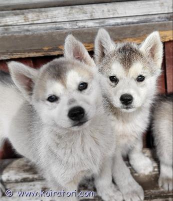 myydään husky www.koiratori.com-ilmoitus Vielä olisi jäljellä täysrotuisia huskynpentuja, jotka etsivät rakastavaa loppuelämänsä kotia. Kuuden pennun pentue ovat syntyneet 4.4, ovat siruutettu ja tarkastettu. Jäljellä yksi uros ja kolme narttua.  molemmat vanhemmat ovat terveitä ja hyvin ihmisrakkaita. Soveltuu myös lapsiperheeseen. Toivomme että perheessä liikutaan ja harrastetaan, koska laji tarvitsee liikuntaa ja virikkeitä. Emme anna pentuja kerrostaloon. Ota rohkeasti yhteyttä, kerro itsestäsi ja perheestäsi ja ympäristöstä, jossa koira eläisi niin jutellaan lisää. Laita tekstiviesti jos en vastaa niin soitan takaisin.hinta narttu : 800€uros : 700 €
