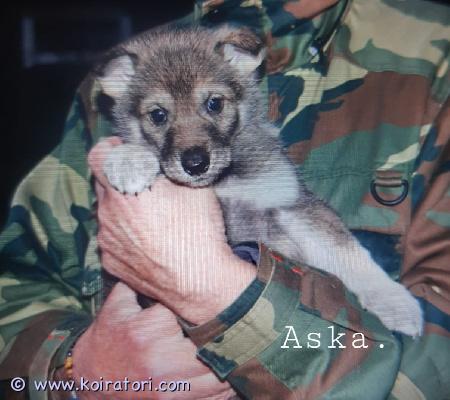myydään monirotuinen www.koiratori.com-ilmoitus Sekarotuinen Aska etsii rakastavaa kotia.Syntynyt 18.11.2025 Suomessa, Kokkola.Arvioitu aikuispaino n. 30-40 kg.Kiltti, rauhallinen tyttö joka oppii nopeasti. Hieman ujo mutta tykkää ihmisistä. Herttainen ja hiljainen.Sopii kotiin, jossa halutaan touhuta koiran kanssa. Ulko- ja/tai sisäkoiraksi.Luovutetaan madotettuna suositusten mukaisesti, eläinlääkärin tarkastamana 28.01.2026 & 11.03.2026, rokotettuna sekä mikrosirutettuna..Kauppakirja, eläinlääkäritodistusja rokotuskortti mukaan.Askan oikeansilmän sisäluomi kyynel on kääntynyt, eli tavallinen musta väri näkyy välillä pinkkinä. Ei aiheuta koiralle epämukavuutta, ainoastaan kosmeettinen vika jonka voi aikuisena helposti korjata jos haluaa. Eläinlääkärinpaperit - terve tyttö!Ovh: 1000€Hintapyyntö, silmä otettu huomioon: 600€Varasumaksu 100€ joka vähennetään loppusummasta pentua hakiessa.Mikäli ostaja peruu kaupat, varausmaksua ei palauteta.Lisäätietoa pennusta kysymällä. Kuvia ym.Ja kerro mielellään millainen koti sinulla on tarjoittavana pennulle. Viesti 0417182430