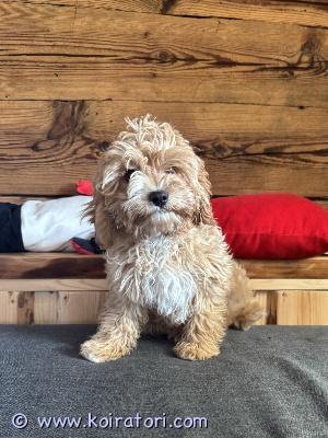 MYYDääN cavapoo www.koiratori.com-ilmoitus Vapaana on vielä yksi ihana cavapoo-urospentu, joka etsii rakastavaa ja vastuullista kotia.pentu on kasvanut perheympäristössä ja on tottunut ihmisiin sekä tavallisiin kodin ääniin. se on luonteeltaan iloinen, ystävällinen ja sosiaalinen.* kahdesti rokotettu* rabiesrokotettu* mikrosirutettu* eläinlääkärin tarkastama useaan kertaan* terve ja hyvin hoidettu* luovutusvalmis hetiseuraava rokotus on eläinlääkärin ohjeen mukaan ajankohtainen keväällä 2028.pentu sijaitsee suomessa ja siihen voi tulla tutustumaan helsingissä sopimuksen mukaan.etsimme pennulle rakastavaa kotia, jossa se saa olla tärkeä osa perhettä.hinta: 1500 €sijainti: helsinki, suomiyhteydenotot puhelimitse tai whatsappilla:+372 54 664 888(fin, est, eng, rus) mikäli haluat nähdä tuoreita videoita tai saada lisätietoja pennusta, ota rohkeasti yhteyttä.