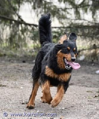 myydään sekarotuinen www.koiratori.com-ilmoitus Omaa kotia etsii seropipoika 1 vuotta. Tämä ei käy kaikille eikä jokakotiin mutta jokos se helmi osuisi kohdalla. fiksu, sopivasti jääräpäinen, viihtyy ulkona ja vahtii, tarvitsee oman pihan. Omalle ihmiselle kainaloinen mutta ei välitä vieraista. vain ainoaksi koiraksi tai nartun kaveriksi, ei kissoja. lisätiedot säpolla. 