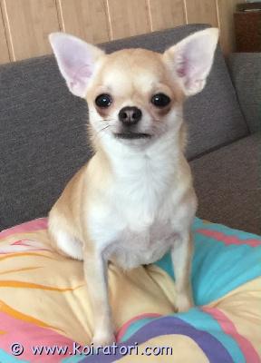 MYYDääN chihuahua www.koiratori.com-ilmoitus Ihana chihuahua-tyttö odottaa hyvää kotia. Nuori, kaksivuotias. Pieni, hyväluonteinen, terveystarkastettu, steriloitu. Kaikki tarvittavat toimenpiteet tehty - siru, eu-passi, rokotukset, sukutaulu saatavilla. Jos sinulla on tarjota mukava koti, ota meihin yhteyttä sähköpostitse ja esittele perheesi.