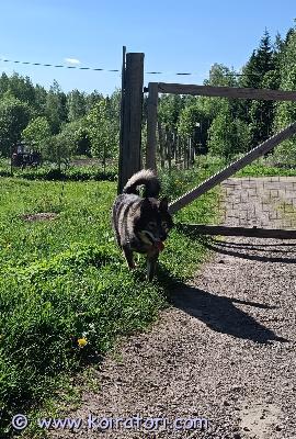 myydään lapinkoiramix www.koiratori.com-ilmoitus Uutta kotia etsii 3v. Suomenlapinkoiramix narttu. Lapinkoiran kokoinen. Kiltti, lempeä ja seurallinen. Tottunut lapsiin. Ollut ulkokoirana, mutta olisi onnellisempi jos saisi asua myös sisällä. Sisäsiisteyttä voi joutua alkuun opettelemaan. Rokotettu, madotettu ja sirutettu. Ollut terve. Ei vedä hihnassa. Omakotitaloon. Ei kokemusta kissoista.