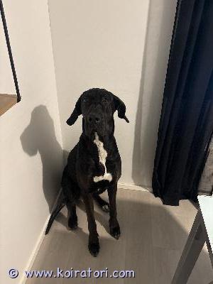 myydään sekarotuinen www.koiratori.com-ilmoitus Uutta kotia etsii 1.5-vuotias bella.(tanskandogin ja kaukkarin mix)Sirutettu ja rokotukset asianmukaisesti hoidettu. rakkaalle bellalle etsitään uusi, aktiivinen ja sitoutunut koti elämäntilanteen muutoksen vuoksi. Päätös luopumisesta on minulle erittäin vaikea, mutta haluan löytää hänelle kodin, jossa hän saa juuri sitä elämää, jonka ansaitsee.bella on luonteeltaan energinen. Hihnakävelyssä on vielä harjoiteltavaa, samoin eroahdistuksen kanssa.etsin kotia, jossa ymmärretään rodun tarpeet ja jossa koira pääsee nauttimaan aktiivisesta elämästä, liikunnasta sekä rodulle sopivasta tekemisestä. Hänellä on paljon potentiaalia erilaisiin harrastuksiin ja hän oppii mielellään uutta.