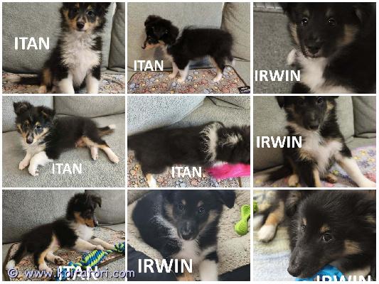 MYYDääN sheltie puppies www.koiratori.com-ilmoitus The kennel is selling tricolor sheltie puppies, born on march 21, 2026.two tricolor boys.all puppies have cea+/+ parents.they are healthy, sociable, and positive.testicles are present.both puppies meet the standard.itan is shorter, irwin is taller.itan is active and athletic.irwin is calm, obedient, and affectionate.ready to go to a new family.each puppy has an ekl/fci pedigree, a european passport, a microchip, age-appropriate vaccinations, and a sales contract.the parents are show dogs and have been health tested.i have whatsapp and viber.kennel myy tricolor sheltin pentuja, jotka ovat syntyneet 21. Maaliskuuta 2026.kaksi tricolor urosta.kaikilla pennuilla on cea+/+ vanhemmat.ne ovat terveitä, sosiaalisia ja positiivisia.kivekset ovat näkyvissä.molemmat pennut täyttävät rotumääritelmän.itan on lyhyempi, irwin pidempi.itan on aktiivinen ja urheilullinen.irwin on rauhallinen, tottelevainen ja hellyydenkipeä.valmis muuttamaan uuteen perheeseen.jokaisella pennulla on ekl/fci-sukupuu, eurooppalainen passi, mikrosiru, ikätasoiset rokotukset ja kauppasopimus.vanhemmat ovat näyttelykoiria ja ne on terveys tarkastettu.minulla on whatsapp ja viber.