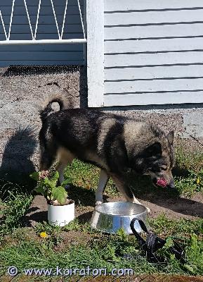 myydään lapinkoiramix www.koiratori.com-ilmoitus Uutta kotia etsii 3v. Suomenlapinkoira/alaskanmalamuutti narttu. Lapinkoiran kokoinen. Kiltti, lempeä ja seurallinen. Tottunut lapsiin. Ollut ulkokoirana, mutta olisi onnellisempi jos saisi asua myös sisällä. Sisäsiisteyttä voi joutua alkuun opettelemaan. Rokotettu, madotettu ja sirutettu. Ollut terve. Ei vedä hihnassa. Omakotitaloon. Ei kokemusta kissoista.