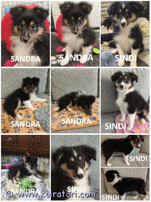 MYYDääN sheltie www.koiratori.com-ilmoitus The kennel is selling tricolor sheltie puppies, born on 21.03.2026.two tricolor females.all puppies have cea+/+ parents.healthy, sociable, and positive.both puppies meet the standard.sindi is below the average, sandra is above the average.sindi is very affectionate, very fluffy, super clean (she only uses the litter box), obedient, and active.sandra is strong, powerful, has excellent body control, is intelligent, committed, and moderately affectionate.ready to go to a new family.each puppy has an ekl/fci pedigree, a european passport, a microchip, age-appropriate vaccinations, and a sales contract.the parents are show dogs and have been health tested.i have whatsapp and viber.kennel myy tricolor sheltin pentuja, jotka ovat syntyneet 21.03.2026.kaksi tricolor narttua.kaikilla pennuilla on cea+/+ vanhemmat.terveet, seuralliset ja positiiviset.molemmat pennut täyttävät standardin.sindi on keskivertoa heikompi, sandra keskivertoa parempi.sindi on erittäin hellä, erittäin pörröinen, supersiisti (hän käyttää vain hiekkalaatikkoa), tottelevainen ja aktiivinen.sandra on vahva, voimakas, hänellä on erinomainen ruumiin hallinta, hän on älykäs, sitoutunut ja kohtalaisen hellä.valmis muuttamaan uuteen perheeseen.jokaisella pennulla on ekl/fci-sukupuu, eurooppalainen passi, mikrosiru, ikätasoiset rokotukset ja kauppasopimus.vanhemmat ovat näyttelykoiria ja heidät on terveys tarkastettu.minulla on whatsapp ja viber.