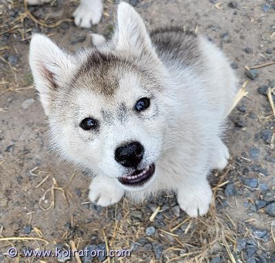 myydään husky www.koiratori.com-ilmoitus 4.4 syntyneestä  pentueesta vielä muutama huskynpentu jotka etsivät loppuelämänsä kotia.   Toivomme heille aktiivista perhettä, jossa liikutaan ja harrastetaan.  Sopii lapsiperheeseen. Pentujen vanhemmat ovat terveitä ja ihmisrakkaita. Sirutettu ja tarkastettu ja madotettu säännöllisesti.Ota rohkeasti yhteyttä, niin keskustellaan lisää.