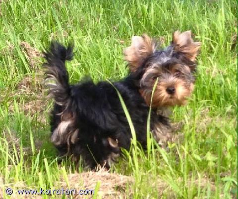 myydään yorkshirenterrier www.koiratori.com-ilmoitus Kaunis, luovutusikuinen, 3 kk narttupentu enää vapaana. Pentu on moneasti madotettu, eläinlääkärin tarkastama, sirutettu. Annettu nelosrokote ja rabies, oma eu passi, mihin kaikki kirjattu, alkaen el teädöt , rokotukset jnp. Vanhemmat hyväluonteisia koulutettuja viralliset terveystarkit molemmilla polvet 0. Pentu käy ulkona, hyvin oppinut sisäsiistiksi, ei nirsoile, nukku yöt hyvin, kysy lisä