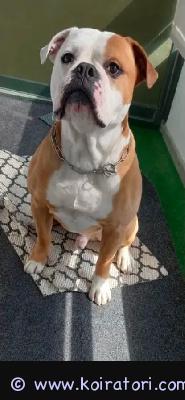 myydään amerikanbulldog www.koiratori.com-ilmoitus Etsitään uutta, rakastavaa ja rodun tuntevaa kotia 5-vuotiaalle amerikanbulldoggiurokselle muuttuneen elämäntilanteen vuoksi.kotioloissa koira on rauhallinen ja nauttii perheen läheisyydestä. On upea ja sitoutunut ystävä ja uskollinen omistajalle. Hihnassa tulee hienosti innostuu toki kun näkee muita koiria. Autossa matkustaminen sujuu ongelmitta. Terve koira, ei ole ruoka-aine- tai ihoallergioitaota yhteyttä kerro itsestäsi sekä minkälaista kotia olet tarjoamassa pojalle :sähköposti elj8130@gmail.com