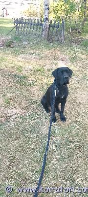 myydään corso www.koiratori.com-ilmoitus Kotia etsii muuttuneen elämän tilanteen vuoksi cane corso narttu pentu kasvanut lapsiperheen koirien parissa erittäin avoin ja sosiaalinen narttu sisäsiisti osaa peruskäskyjä ja joka päivä oppi uutta. Eläinlääkäri tarkastama sirutettu madotettu. Kysymällä saa pennusta lisätietoja.