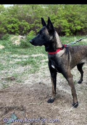 myydään malinois www.koiratori.com-ilmoitus Uutta kotia etsii 1-vuotias malinois-nartturakkaalle nartullemme etsitään uusi, aktiivinen ja sitoutunut koti elämäntilanteemme muutoksen vuoksi. Päätös luopumisesta on meille erittäin vaikea, mutta haluamme löytää hänelle kodin, jossa hän saa juuri sitä elämää, jonka ansaitsee.tyttö on luonteeltaan iloinen, ihmisrakas ja energinen. Hän on arjessa mukava ja helppo koira, eikä hänellä ole ongelmakäyttäytymistä. Hihnakävelyssä on vielä harjoiteltavaa, sillä välillä vauhtia löytyy enemmän kuin malttia.etsimme kotia, jossa ymmärretään rodun tarpeet ja jossa koira pääsee nauttimaan aktiivisesta elämästä, liikunnasta sekä rodulle sopivasta tekemisestä. Hänellä on paljon potentiaalia erilaisiin harrastuksiin ja hän oppii mielellään uutta.uuden kodin suhteen olemme erittäin tarkkoja, sillä tärkeintä meille on löytää hänelle loppuelämän koti, jossa hänestä pidetään huolta ja hän saa olla täysivaltainen perheenjäsen.kerrothan viestissäsi itsestäsi, perheestäsi ja siitä, millaisen kodin voisit hänelle tarjota.  