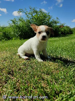 myydään kääpiömix-pennut www.koiratori.com-ilmoitus Kääpiöpennut. Tyttö pennut kuvissa, myös poikapentu.(isä chihuahua, emä kääpiö villakoira/ranskanbulldoggi). Syntyneet 30.4.2026 suomessa. Luovutus 17.6 alkaen. Eläinlääkäri tarkastaa, siruttaa, näistä todistukset mukaan. Madotetaan säännöllisesti.vanhemmat terveitä, ystävällisiä kotikoiria. Pennut tottuvat normaaleihin kodin ääniin, ulkoilevat ja tottuvat kissaan. Varausmaksu 300€, jota ei palauteta, jos ostaja peruu kaupan. Varausmaksu vähennetään kokonaishinnasta. Ei osamaksua. Liminka.