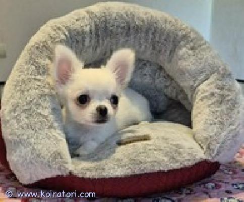 MYYDääN chihuahua www.koiratori.com-ilmoitus Ystävillämme on myynnissä kermanvärisiä pitkäkarvaisia ??chihuahua-poikia.äiti ja isä ovat kermanvärisiä .syntynyt 14.03.2026 . Sukutaulut, siru, europassi ja rokotus .pennut ovat valmiita muuttamaan uuteen kotiin.lisätietoja saat ottamalla meihin yhteyttä sähköpostitse : giss.om22@gmail.com       