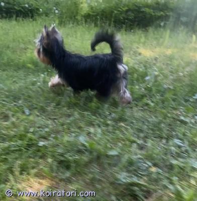 myydään yorkshirenterrier www.koiratori.com-ilmoitus Kaunis, luovutusikuinen, 3 kk narttupentu enää vapaana. Pentua on moneasti madotettu, eläinlääkärin tarkastama, siru. Annettu nelosrokote ja raivotauti , merkattu kaikki teädöt hänen eu passiin. Tyttö on reipas, terve, aktiivinen, käy säännöllisesti ulkona, osaa tarpeensa tehdä ulos. Hyvät hampaat, eläinlääkäri kehui anatomia erinomaiseksi . Vanhemmat viralliset terveystarkit, molemmilla hyvät nolla polvet, tarkastettu sukulinja, kysy lisä