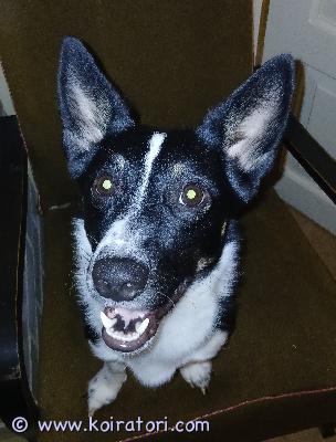 myydään corgi www.koiratori.com-ilmoitus Myydään noin 2vuotias uros corgi