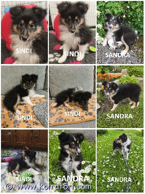 MYYDääN sheltie www.koiratori.com-ilmoitus The kennel is selling tricolor sheltie puppies, born on 21.03.2026.two tricolor females.all puppies have cea+/+ parents.healthy, sociable, and positive.both puppies meet the standard.sindi is below the average, sandra is above the average.sindi is very affectionate, very fluffy, super clean (she only uses the litter box), obedient, and active.sandra is strong, powerful, has excellent body control, is intelligent, committed, and moderately affectionate.ready to go to a new family.each puppy has an ekl/fci pedigree, a european passport, a microchip, age-appropriate vaccinations, and a sales contract.the parents are show dogs and have been health tested.i have whatsapp and viber.kennel myy tricolor sheltin pentuja, jotka ovat syntyneet 21.03.2026.kaksi tricolor narttua.kaikilla pennuilla on cea+/+ vanhemmat.terveet, seuralliset ja positiiviset.molemmat pennut täyttävät standardin.sindi on keskivertoa heikompi, sandra keskivertoa parempi.sindi on erittäin hellä, erittäin pörröinen, supersiisti (hän käyttää vain hiekkalaatikkoa), tottelevainen ja aktiivinen.sandra on vahva, voimakas, hänellä on erinomainen ruumiin hallinta, hän on älykäs, sitoutunut ja kohtalaisen hellä.valmis muuttamaan uuteen perheeseen.jokaisella pennulla on ekl/fci-sukupuu, eurooppalainen passi, mikrosiru, ikätasoiset rokotukset ja kauppasopimus.vanhemmat ovat näyttelykoiria ja heidät on terveys tarkastettu.minulla on whatsapp ja viber.