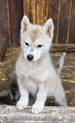 myydään husky www.koiratori.com-ilmoitus Vielä olisi vapaana yksi uros ja kaksi naarasta . Nämä suloiset ja ihmisrakkaat pennut ovat syntyneet 4.4. Pennut on siruutettu ja tarkastettu ja madotettu säännöllisesti. Molemmat vanhemmat ovat puhdasrotuisia huskeja ja ovat perusterveisiä ja lempeitä. Soveltuu lapsiperheeseen. Toivomme heille kotia jossa liikutaan koska rotu tarvii liikuntaa ja aktivitettejä. Ota rohkeasti yhteyttä niin jutellaan lisää.