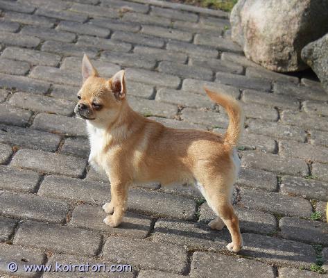 MYYDääN chihuahua www.koiratori.com-ilmoitus Chihuahua-kasvattaja tarjoaa myyntiin erittäin kauniin urospennun rakkaaksi kotikoiraksi.penttu on 7,5 kuukauden ikäinen, täysin rokotettu, ja sillä on eurooppalainen lemmikkieläinpassi sekä fci–lkf-sukutaulu. Madotukset on hoidettu asianmukaisesti.pennun vanhemmat ovat läpäisseet kaikki tarvittavat terveystarkastukset. Silmät ovat terveet, polvet (patella) 0/0 ja sydän tutkittu terveeksi.penttu on terve, iloinen, energinen ja hyväluonteinen. Se on valmis löytämään rakastavan kodin ja olemaan uskollinen perheenjäsen.penttu sijaitsee latviassa. Toimitus tallinnaan on mahdollista sopimuksen mukaan.lisätietoja ja kuvia saat ottamalla yhteyttä.